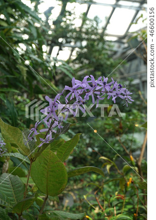 Petrea·Walbilis 46600156