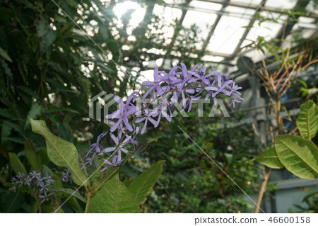 Petrea·Walbilis 46600158