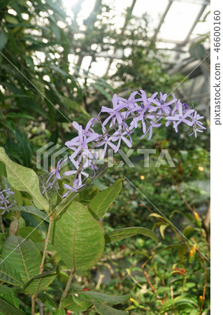 Petrea·Walbilis 46600160