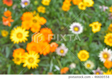 Summer in Ghaznia 46600558