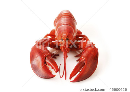 龍蝦 龍蝦 46600626