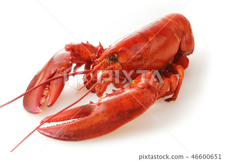 龍蝦 46600651