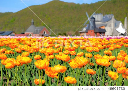 Kamiibetsu鬱金香公園 Kamiibetsu鬱金香公園 46601780