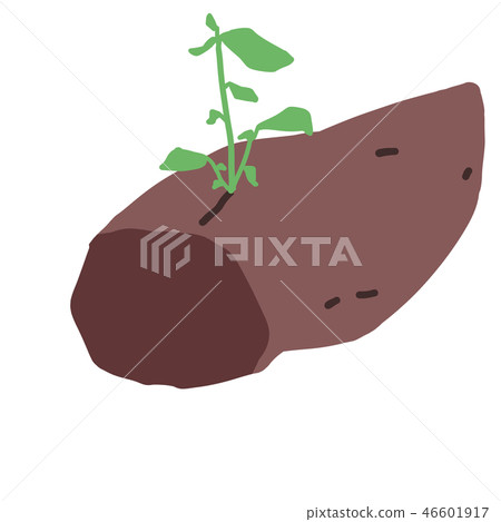 種子土豆_02紅薯/甘藷 種子土豆_02紅薯/甘藷 46601917