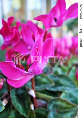 青苔球盆景仙客來 46602020