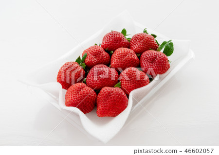 Duck stock photos 46602057