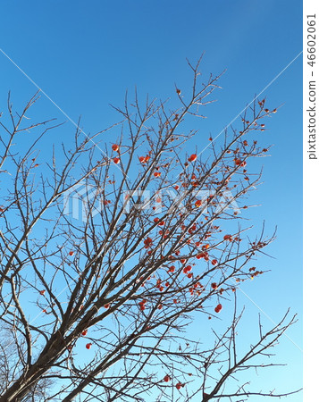 A persimmon that extends into the blue sky A persimmon that extends into the blue sky 46602061