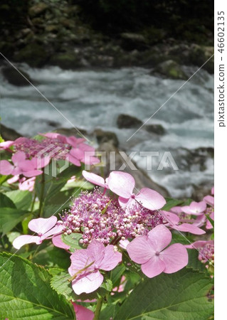 山間溪流 山間溪流 46602135