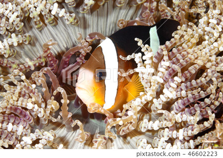 Clark's Anemonefish in Sea Amemone Clark's Anemonefish in Sea Amemone 46602223