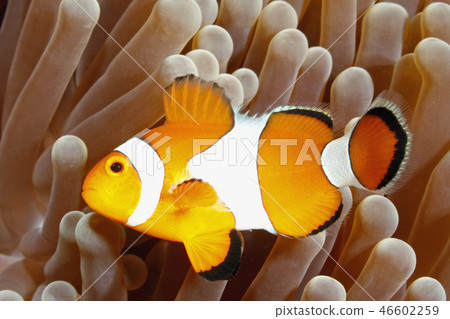 Clown Anemonefish Clown Anemonefish 46602259