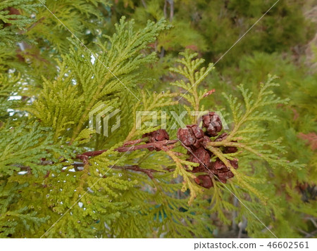Healing nature ♪ ~ Hinoki cypress and fruits with good scent ~ 46602561