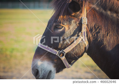 Closeup of mule face in the farm and sunshine. 46602646
