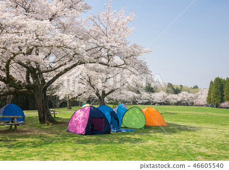 櫻花觀看在公園 櫻花觀看在公園 46605540