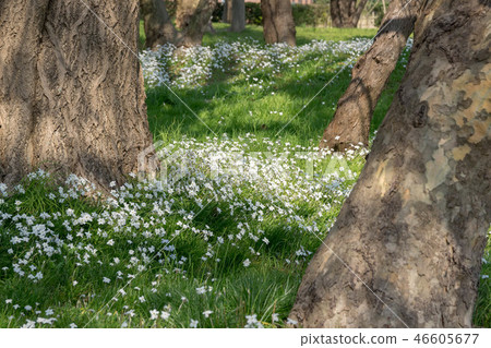 盛開的鮮花盛開 46605677