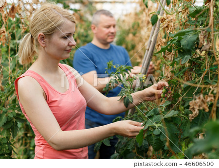 Serious couple of gardeners attentively looking tomatoes seedlings 46606500