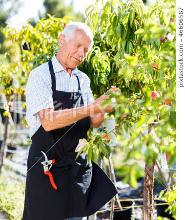 Senior man tending garden 46606587