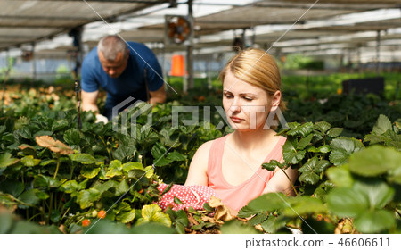 Woman with man cultivating strawberry 46606611