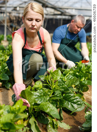 Woman gardener working with Malabar spinach in hothouse 46606789