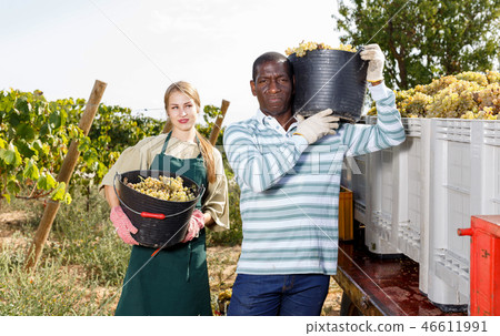 Two winegrowers harvesting ripe grapes 46611991