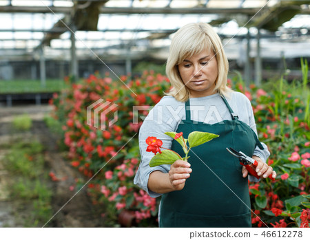 Female florist in apron with scissors working with red begonia in hothouse 46612278