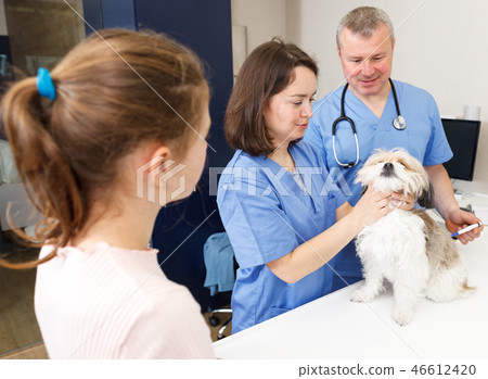 Two veterinarians inspecting dog Two veterinarians inspecting dog 46612420