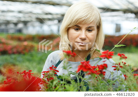 Portrait of mature female florist working with vervena plants in hothouse 46612820