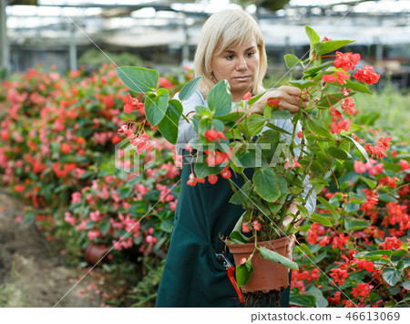Female gardener working with red begonia plants in pots in greenhouse Female gardener working with red begonia plants in pots in greenhouse 46613069