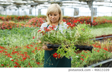 Mature female gardener holding crates with vervena plants in greenhouse Mature female gardener holding crates with vervena plants in greenhouse 46613109