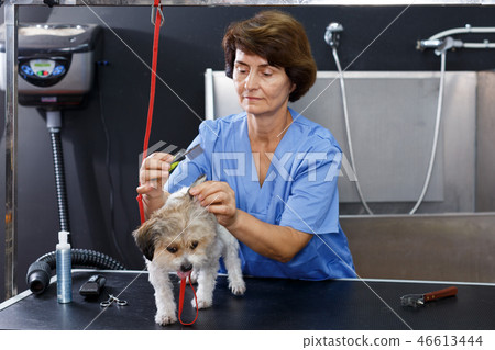 Woman grooming havanese in salon Woman grooming havanese in salon 46613444