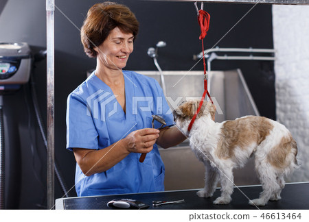 Woman grooming havanese in salon 46613464