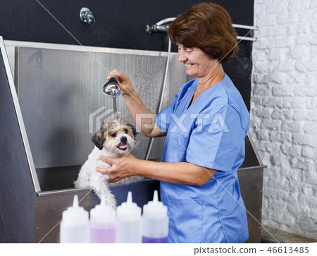 Woman washing havanese at grooming salon 46613485