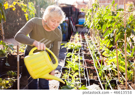 Senior woman watering plants 46613558