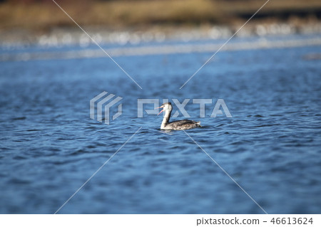 Great crested grebe Great crested grebe 46613624