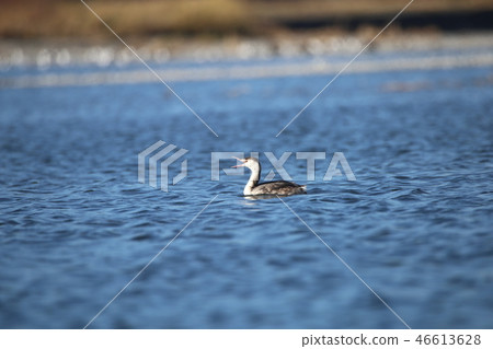 Great crested grebe Great crested grebe 46613628