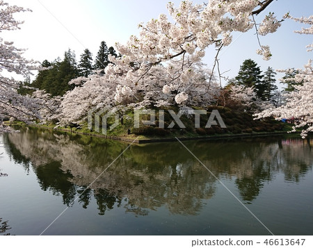 Cherry blossoms and water mirror in full bloom 46613647