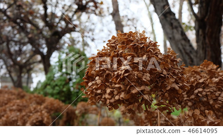 Closeup of withered hydrangea flowers in the park Closeup of withered hydrangea flowers in the park 46614095