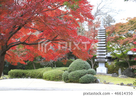 秋天的多座塔（東京都鬆戶市） 46614350