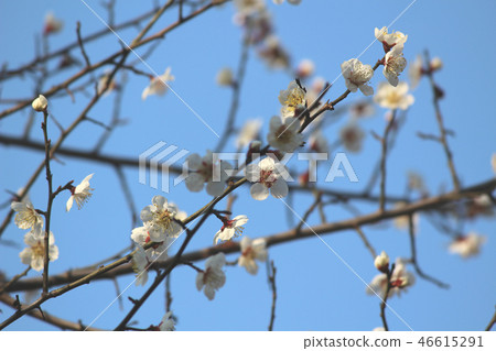 White plum blossoms in Kofu Maizuru Castle Park 46615291