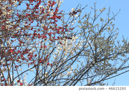 Red white plum blossoms in Kofu Maizuru Castle Park 46615293