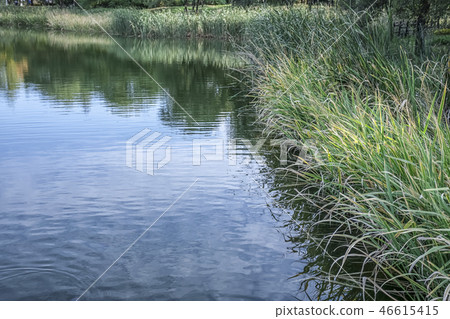 Pond, Seoul Forest, Seongdong-gu, Seoul 46615415