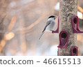 Wild bird 46615513