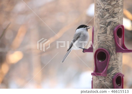 Wild bird Wild bird 46615513
