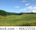Sapporo Park 46615550