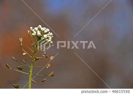 Nazna(Penpen grass) Nazna(Penpen grass) 46615598