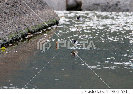 鶺鴒 鶺鴒 46615813