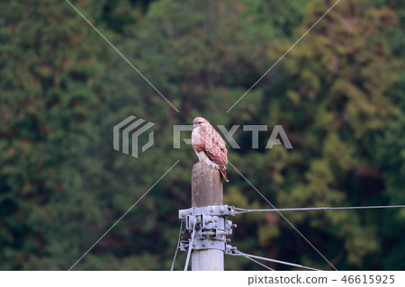 風箏 風箏 46615925