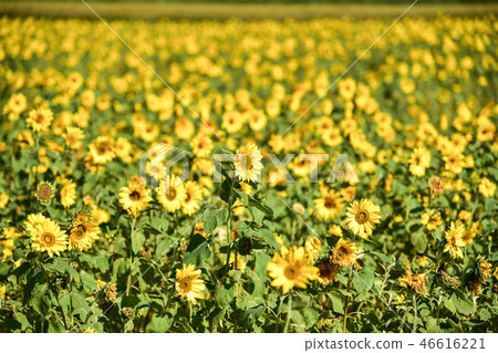 台灣桃園向日葵花海 46616221