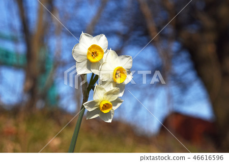 Nihonseizen (Japan Narcissus) 46616596