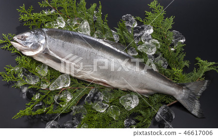 salmon salmon 46617006