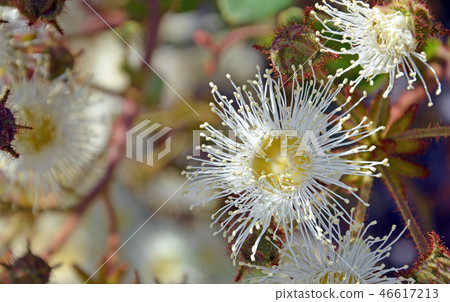 Australian Dwarf Apple blossom Angophora hispida 46617213